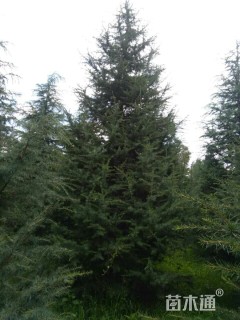 高度600厘米雪松