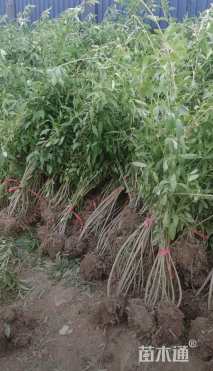 高度40厘米连翘