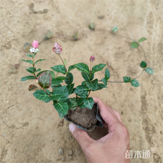 30厘米花叶络石