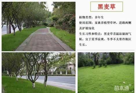 黑麦草种子