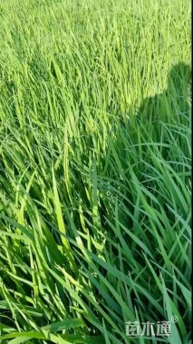 高度30厘米黄菖蒲