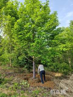 20公分乐昌含笑