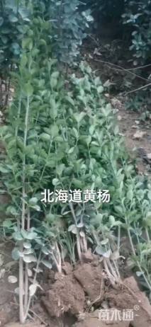 高度80厘米北海道黄杨