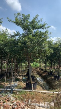 9公分黄花风铃木