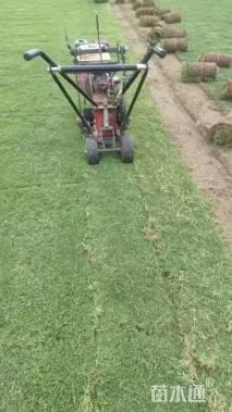 草块状百慕大草