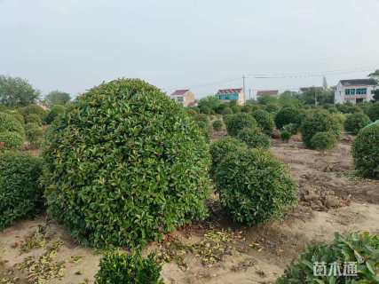 冠幅150厘米红叶石楠球