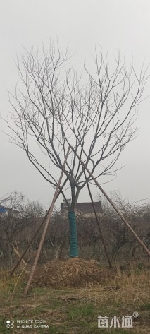 20公分朴树