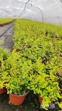 高度15厘米金叶大花六道木