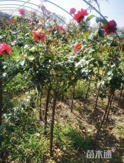 高度150厘米月季