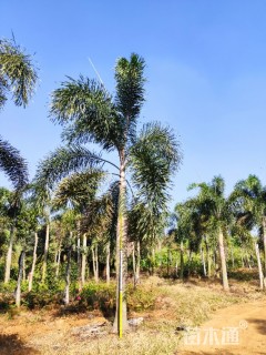 裸干高150厘米狐尾椰
