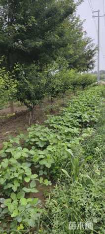 13公分山杏