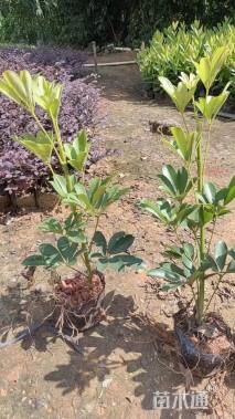 高度40厘米鸭脚木