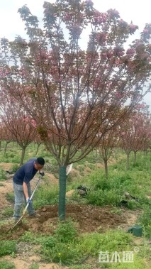 18公分日本晚樱