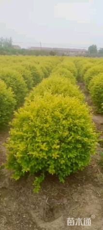 冠幅250厘米金叶女贞球