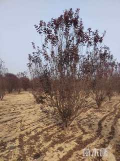 高度300厘米丛生紫叶李