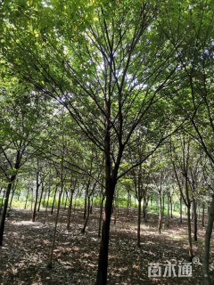 15公分榉树