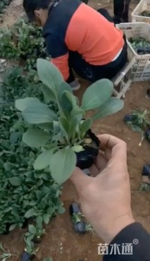 高度10厘米黑心菊