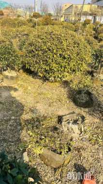 高度150厘米胡颓子