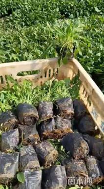 高度20厘米月见草
