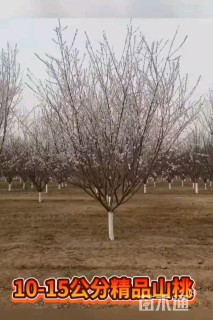 12公分山桃