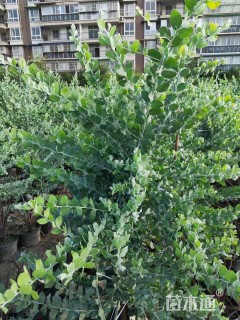 高度150厘米银叶金合欢