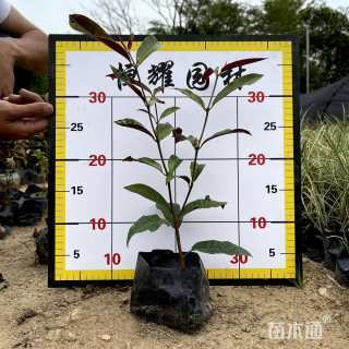 高度20厘米红背桂