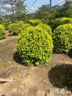 高度2.2厘米非洲茉莉