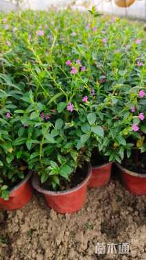 高度20厘米雪茄花