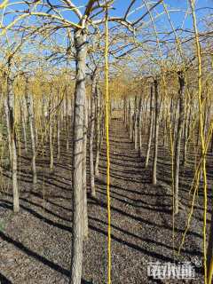 10公分金枝龙爪槐