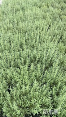 高度30厘米迷迭香