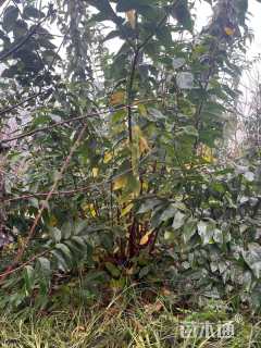 高度300厘米丛生蜡梅