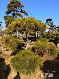 高度200厘米黑松