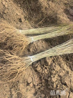 高度80厘米紫穗槐