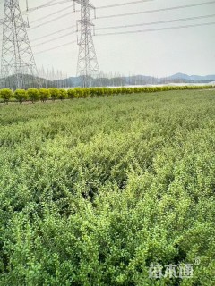 高度35厘米龟甲冬青小苗