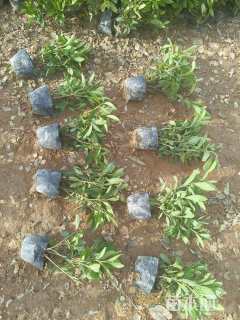 高度40厘米毛鹃