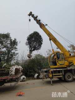 高度350厘米中华石楠