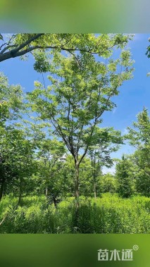 15公分黄山栾树