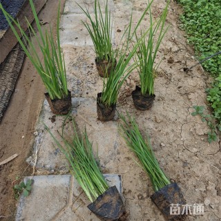 高度25厘米马莲