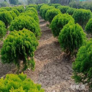 冠幅100厘米洒金柏球