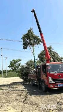 15公分大叶女贞