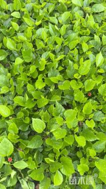 高度30厘米木槿