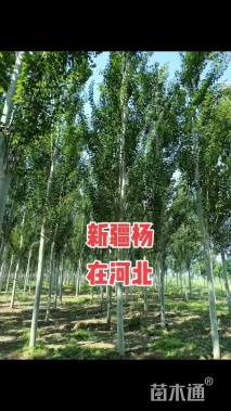 8公分新疆杨