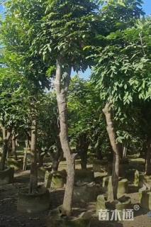 1公分龙眼