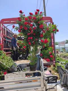 高度160厘米月季