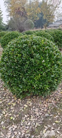 高度100厘米万年青