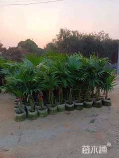 裸干高30厘米蒲葵