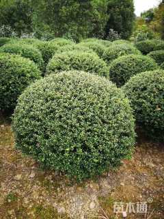 高度100厘米龟甲冬青