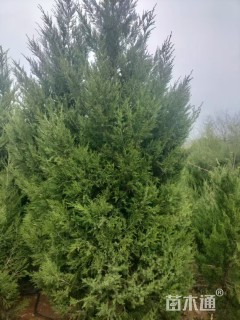 高度160厘米蜀桧