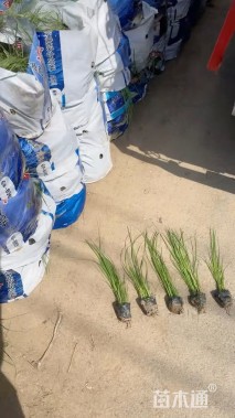 小杯苗甜根子草