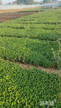 高度15厘米宿根福禄考